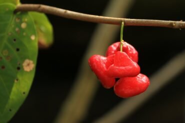 Growing Chillies at Home A Step-by-Step Guide